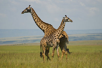 afrika giraffen Masai Mara Kenia
