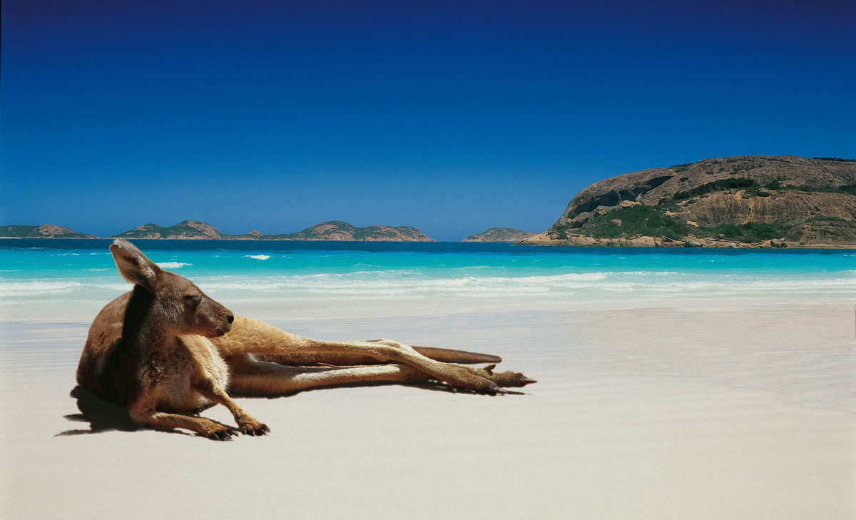 Australien kanguru