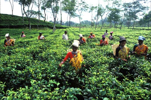 Bangladesch landwirte