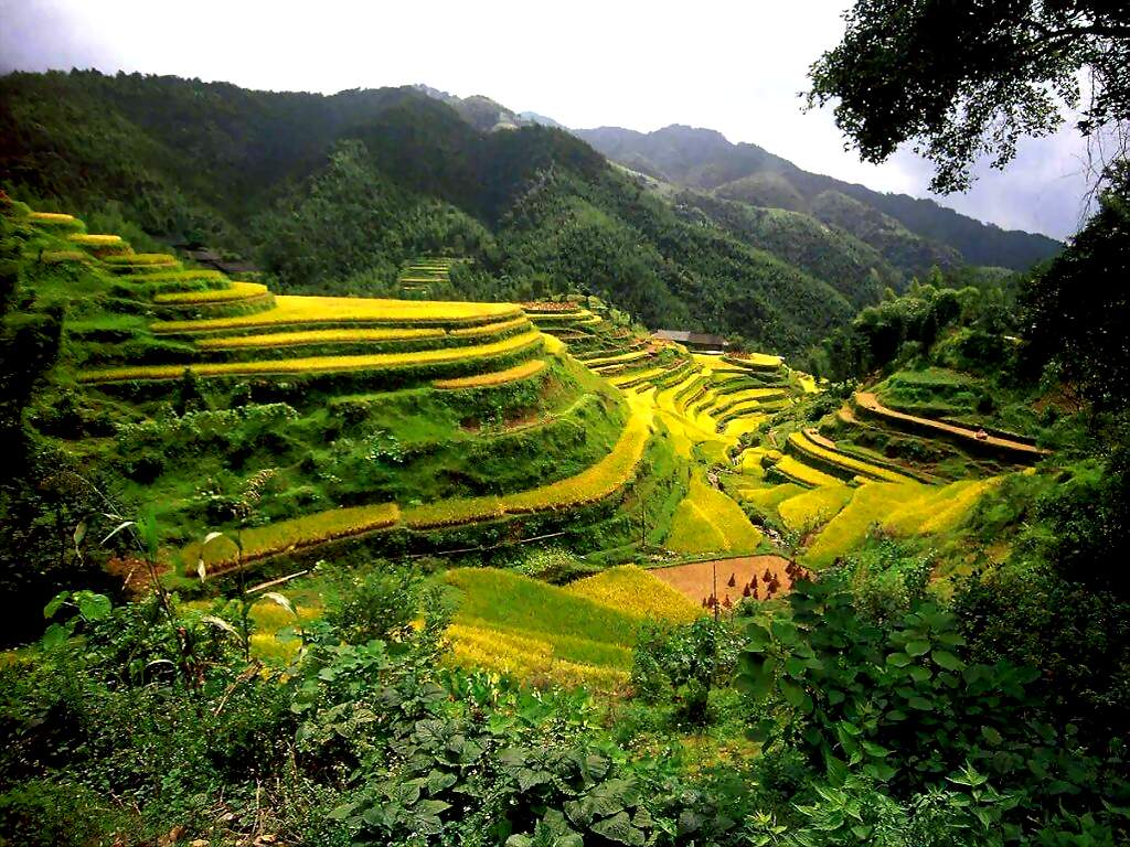 Rice terrasses Guangxi china.