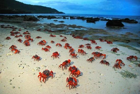 crabs christmas insel