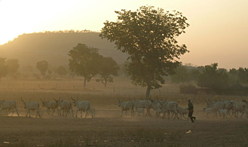 Fulani herd Kamerun