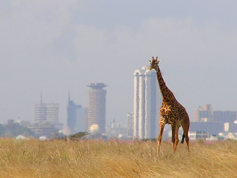 Giraffe Nairobi Horizonts Kenia