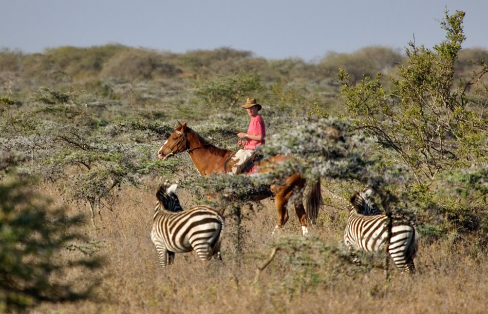 horse riding zebra Kenia