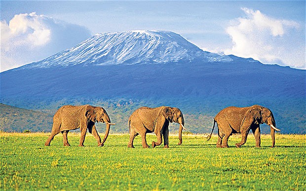 Kenia Elefanten