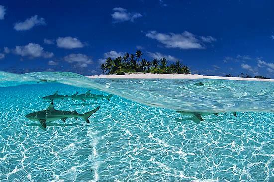 sharks Malediven