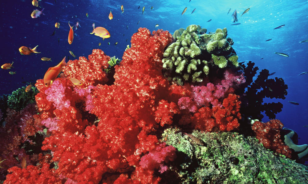 Mikronesien Koralle