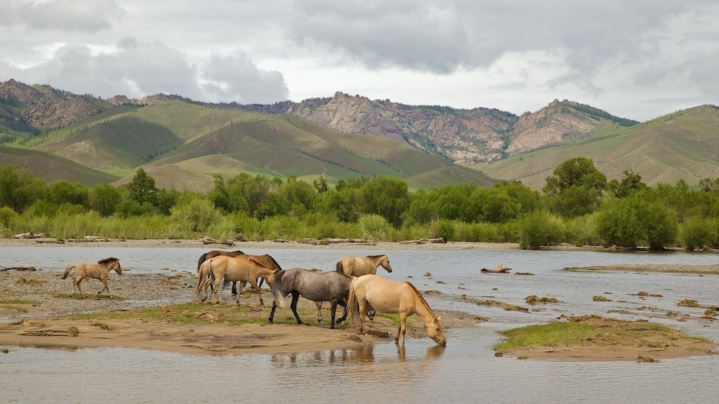 Mongolei Ponies