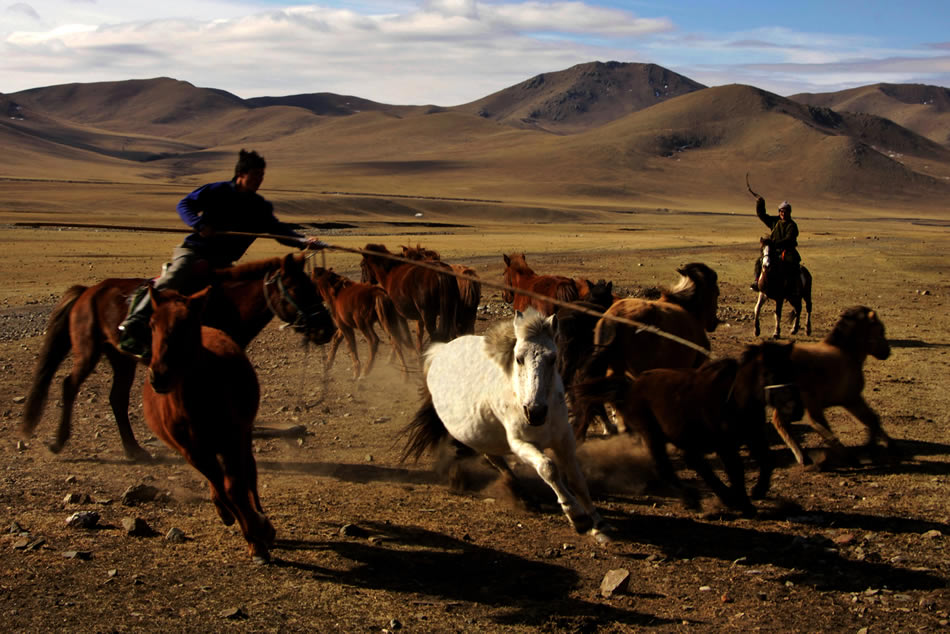 Mongolei horses