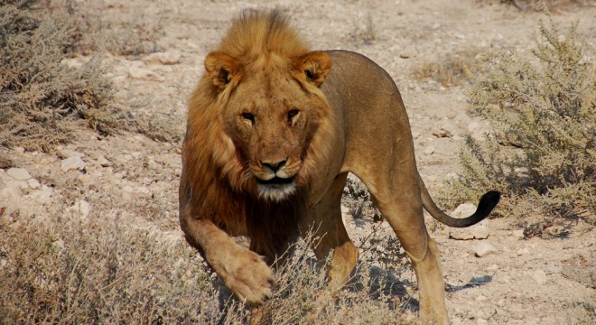 Namibia lion