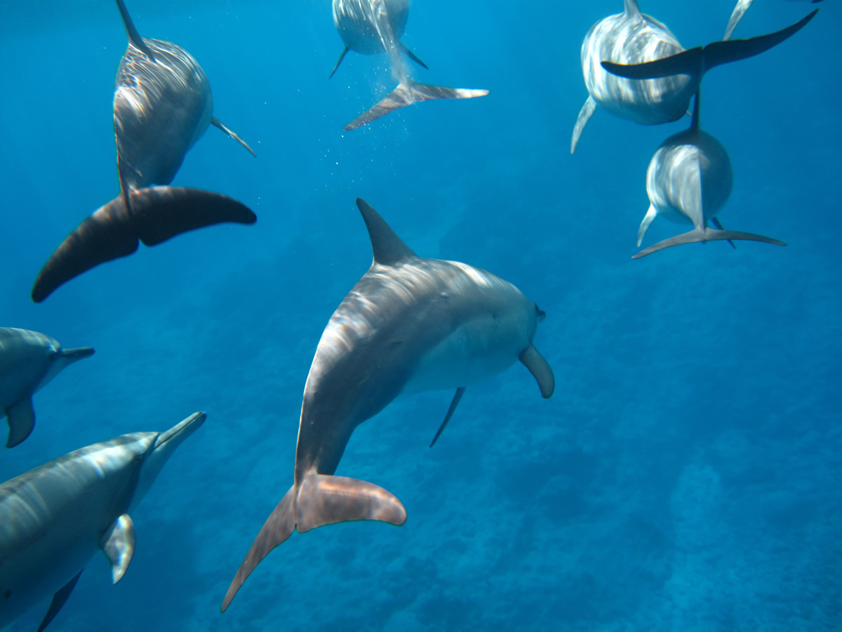 niue delfine