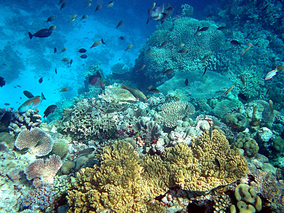 Koralle riffe papua Neuguinea