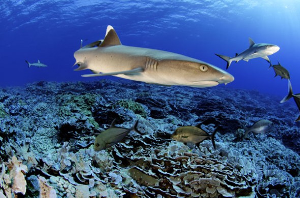 shark Pitcairn Inseln