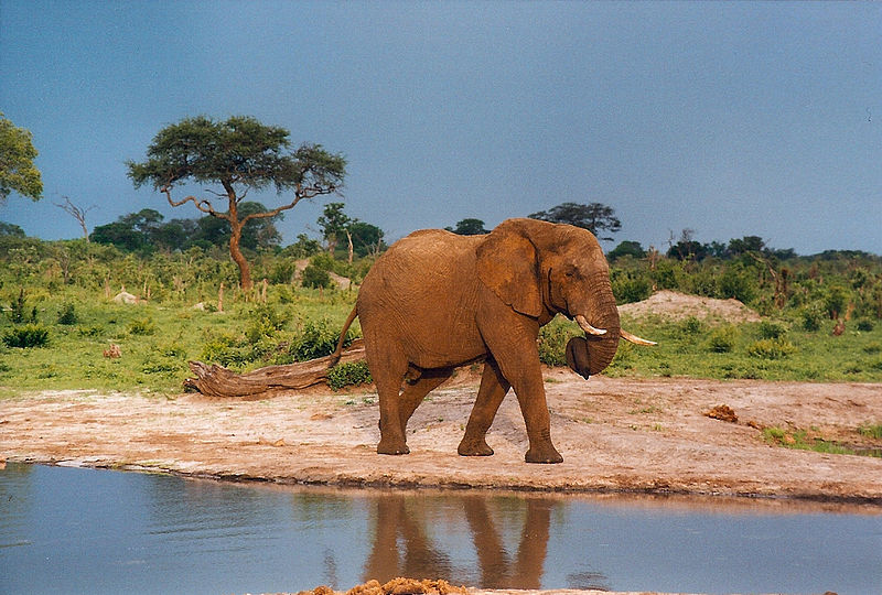 Simbabwe elefant
