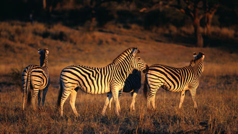 zebras safari Simbabwe