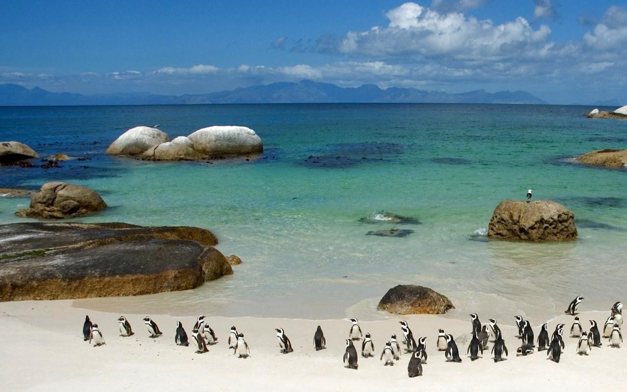 südafrika penguins