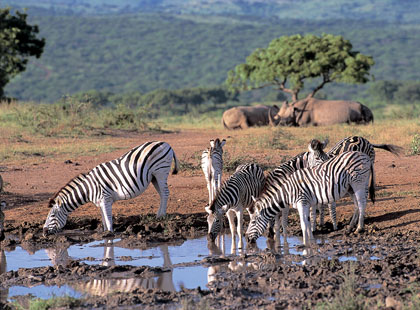 südafrika safari zebra