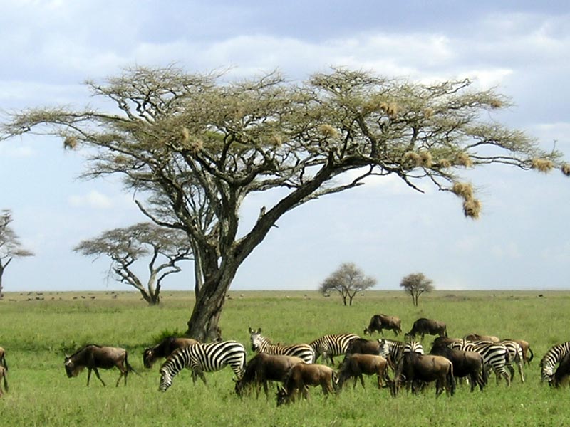 serengeti tansania