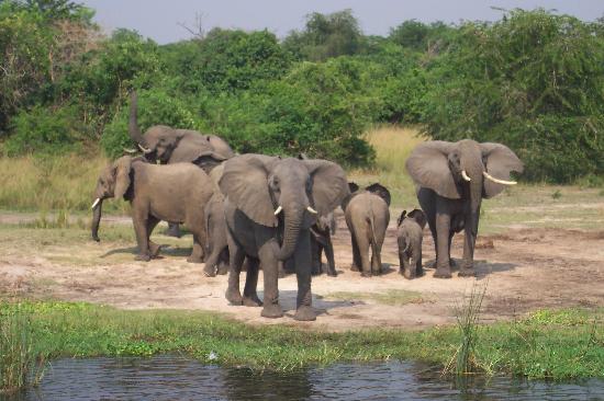 Elefanten Uganda