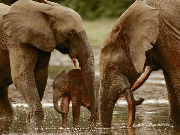Zentralafrikanische Republik Elefanten