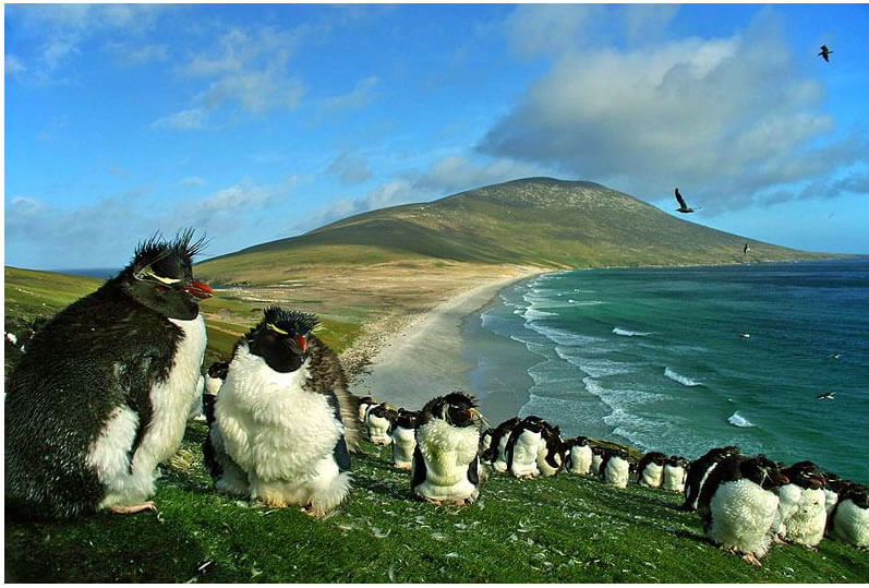 falkland inseln penguins