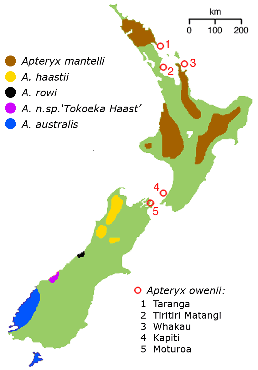 neuseeland kiwi karte